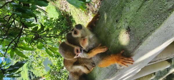 Tour Monkeyland y Safari en la Plantación desde Punta Cana - Imagen 7