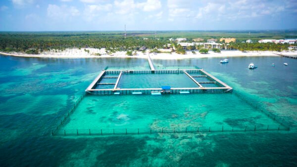 Nado con Delfines en Punta Cana - Explorer Program - Imagen 8