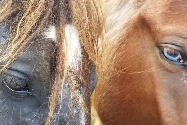 Paseo a Caballo al Río Maimón desde Punta Cana - Imagen 7