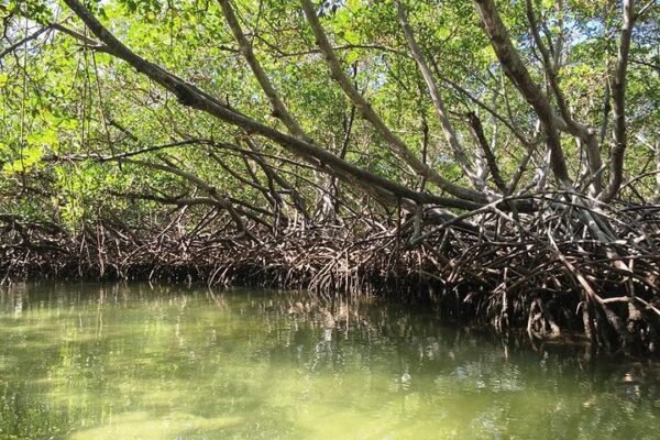 Snorkel Privado en la Bahía de Sosúa - Imagen 7