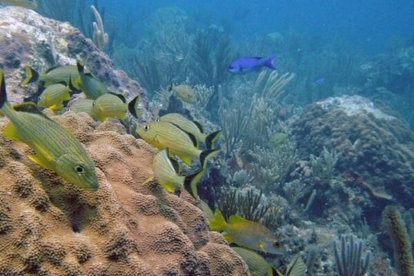 Buceo Scuba Doo en Punta Cana: Aventura Submarina - Imagen 7