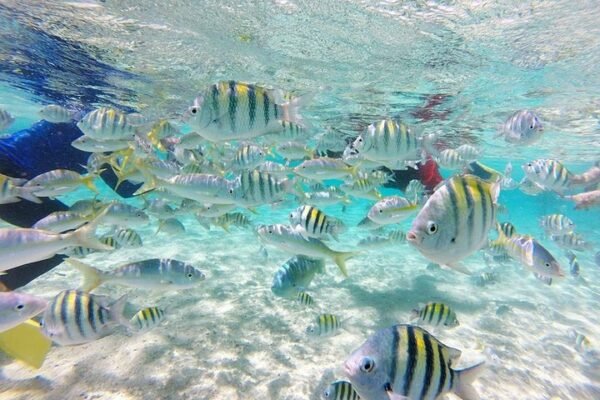 Snorkel Privado en la Bahía de Sosúa - Imagen 6