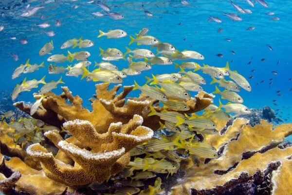 Buceo Scuba Doo en Punta Cana: Aventura Submarina - Imagen 6