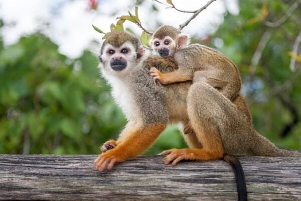 Combo de Aventura en Punta Cana: Monkeyland, Tirolesas y Buggies en un Solo Día - Imagen 6